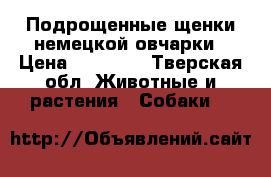 Подрощенные щенки немецкой овчарки › Цена ­ 15 000 - Тверская обл. Животные и растения » Собаки   